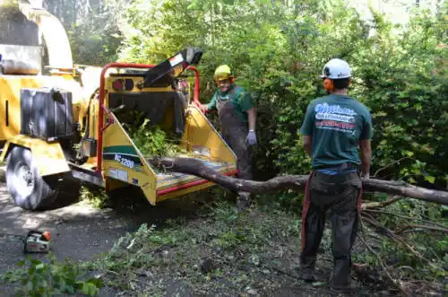 tree services Vero Beach